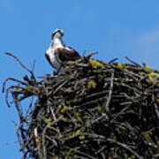 Osprey In Nest Poster