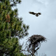 Osprey Landing On Nest Poster