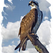 Osprey Lookout Poster