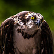 Osprey Profile Poster