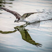 Osprey Reflection Poster