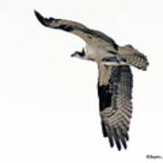 Osprey With Fish Poster