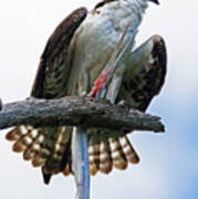 Osprey With Needlefish Poster