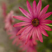 Osteospermum The Cape Daisy Poster