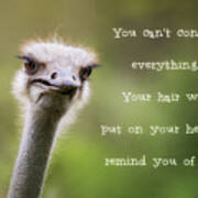 Ostrich Having A Bad Hair Day Poster
