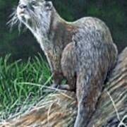 Otter On Branch Poster