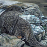 Otter On Rocks Poster