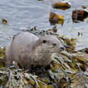 Otter On Seaweed Poster