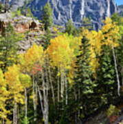 Ouray Aspens Poster
