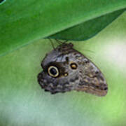 Owl Butterfly Hanging Poster