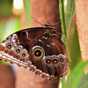 Owl Butterfly Poster