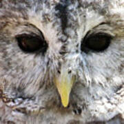 Owl Eyes Poster