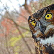 Owl In Fall Poster