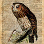 Owl Vintage Illustration Over Old Encyclopedia Page Poster