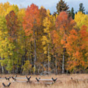 Oxbow Fall Colors Poster