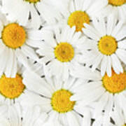 Oxeye Daisies 2 Poster