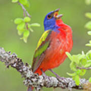 Painted Bunting Singing 2 Poster