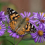 Painted Lady Butterfly And Aster Flowers 4x3 Poster