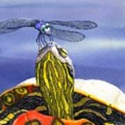 Painted Turtle And Dragonfly Poster
