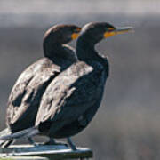 Pair Double-crested Cormorant 3 March 2018 Poster