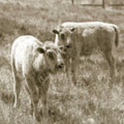 Pair Of Baby Buffalos Poster