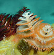 Pair Of Christmas Tree Worms Poster