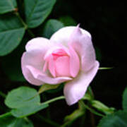 Pale Pink Rose Poster