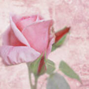 Pale Pink Rose Poster