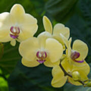 Pale Yellow Orchids In Lush Jungle Green Poster