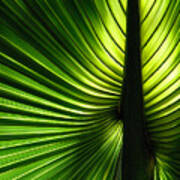 Palm Frond Poster