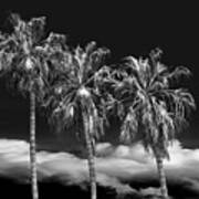 Palm Trees In Black And White On Cabrillo Beach Poster