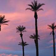 Palms At Sunset Poster