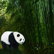 Panda In The Bamboo Forest Poster