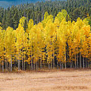 Panorama Of Aspen Grove Fall Foliage Peak To Peak Highway - Rocky Mountains Colorado State Poster
