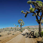 Panorama Of Sandy Desert Road With Joshua Trees Poster