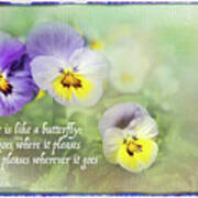 Pansies And Butterflies Poster