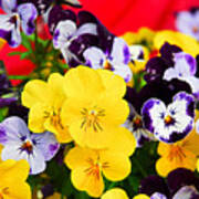 Pansies And Red Cart Poster