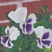 Pansy Trio Poster