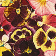 Pansies Competing For Attention Poster