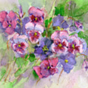 Pansies Poster