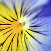 Pansy Close-up Poster