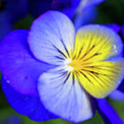 Pansy Close-up Square Poster