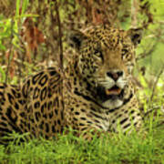 Pantanal Jaguar Resting Poster