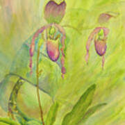 Paphiopedilum Pollination-where Is The Fly? Poster
