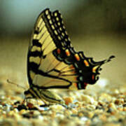 Papilio Glaucus Eastern Tiger Swallowtail Poster