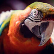 Parrot Selfie Poster