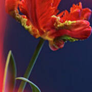 Parrot Tulip - Feathered Petals Poster