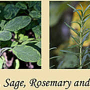 Parsley Sage Rosemary And Thyme Poster