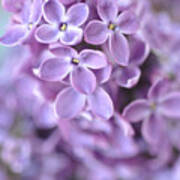 Pastel Lilacs Poster