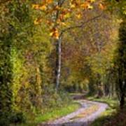 Path Through Autumn Forest Poster